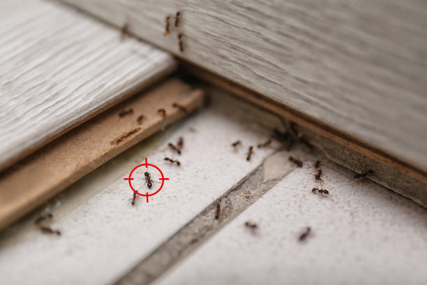 Best Local Pest Control Services  in Whitewater, WI
