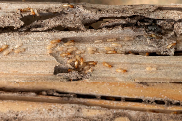 Reliable Whitewater, WI Pest Control Solutions